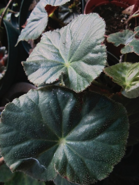B. ‘Baby Moon’